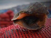 Samsun’dan Uzakdoğu ve Arabistan yarımadasına deniz salyangozu ihracatı gerçekleştirildi