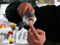 Parazitler balık ölümlerine neden oluyor