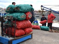 Akçakoca'da avlanan deniz salyangozu Uzakdoğu'ya ihraç ediliyor