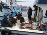 Zonguldaklı balıkçıların yüzünü mezgit güldürdü