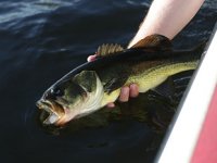 İnsan faaliyetleri, tatlı su balıklarının neslini tüketiyor