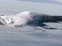 İskenderun Körfezi’nde ölü balina yavrusu kıyıya vurdu