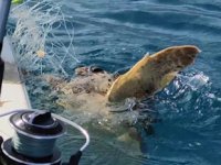 Balıkçılar, misinaya takılan carettayı kurtarıp denize bıraktı