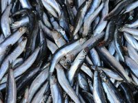 Hamsi, Karadeniz'e geri döndü