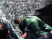 Balıkçılar, binlerce kefal yavrusunu denize bıraktı