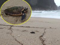 Alanya’da fırtınada caretta carettalar sahile vurdu