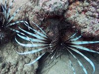 Pasifik kökenli aslan balıkları Akdeniz’de sürüleşti