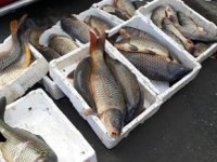 Tekirdağ'da avcılığı yasaklanan sazan ele geçirildi