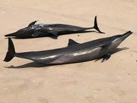 Kızıldeniz kıyısında mahsur kalan 40 adet yunus kurtarıldı