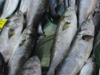 Kofana balığı bolluğu tezgah fiyatlarına yansıdı