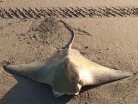 Karataş’ta sahilde mandabaş vatoz bulundu