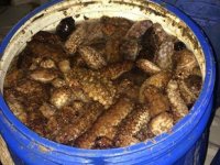 Deniz patlıcanı avcılığı 15 Nisan’da sona eriyor