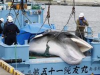Japonya'da 2021 kıyı balina avcılığı sezonu açıldı