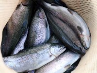 Fırat Nehri’nden 54 ülkeye somon ihracatı gerçekleştiriliyor