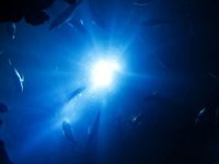 Derin denizde 'görünmez bakteri' keşfedildi