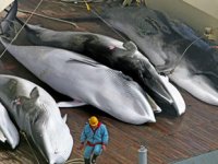 Japonya, 120 adet minke balina avlamayı hedefliyor