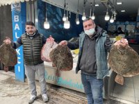 Karadeniz’de kalkan balığı bereketi yaşanıyor