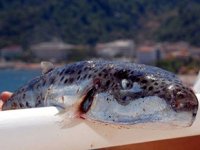 Lara sahilinde görülen zehirli balon balıkları tedirgin etti