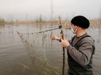 Efteni Gölü'nde 800 metre ağ ele geçirildi