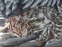 Yasak sonrası balık fiyatları yükseldi