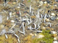 Kum Adası’ndaki balık ölümleri tedirgin etti