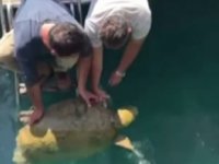 Kaş'ta yüzgecine misina dolanan caretta kurtarıldı