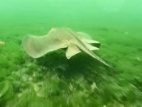 İzmit Körfezi, deniz canlılarının cazibe merkezi haline geldi