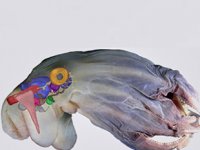 Denizin 7 bin metre altında yeni bir ahtapot türü keşfedildi