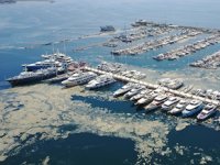 Pendik Marina’yı da deniz salyaları kapladı