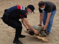 Adana'da yaralı bulunan caretta caretta tedavi altına alındı