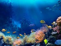 2020, okyanuslar için en sessiz yıl oldu