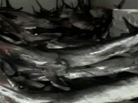 Avlanma boy sınırı altındaki kılıç balıklarına el konuldu