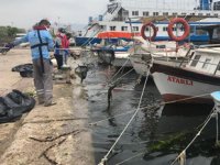 İzmir Körfezi'ndeki deniz marulları temizleniyor