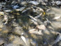 Osmaniye’de toplu balık ölümlerine inceleme başlatıldı