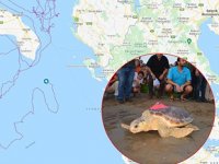 Uydudan izlenen caretta caretta iki yılda 10 bin kilometre yol aldı