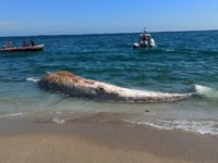 Mersin’de sahile ölü oluklu balina vurdu