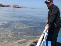 Gemlik Körfezi’nde plankton temizliği başladı