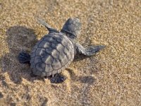 Yılın ilk caretta caretta yuvası tespit edildi