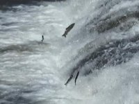 İnci kefalleri sazanlara uçmayı öğretti