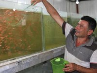 Ali Kaçak, serada süs balığı üretmeye başladı