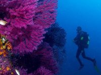 Ayvalık’ın kırmızı mercanları keşfedilmeyi bekliyor