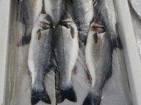 Deniz salyası nedeniyle balık fiyatları düşmüyor