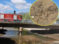 Oltu Çayı’na balıklar için 12 ton su boşaltıldı