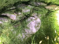 Kaçak avlanan 1.2 ton inci kefali ele geçirildi