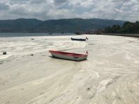 İzmit Körfezi, yeniden deniz salyası ile kaplandı