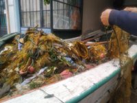 Kıyı balıkçıları, limana çöp dolu ağlarla dönüyorlar