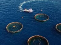 Türkiye'nin su ürünleri üretimi yüzde 6 azaldı