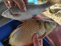 Kaçak balık avcılarına 71 bin TL ceza kesildi