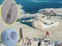 Müsilaja tek hücreli canlıların neden olduğu tespit edildi