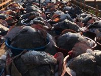 Kaçak avlanan 3 ton kalkan balığına el konuldu
